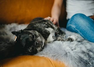 5-Tips-For-Dog-Friendly-Furniture-Dog-On-Sheepskin