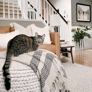 Design Tips & Guide Index - ASSET - 5 Tips For Choosing Pet-Friendly Furniture