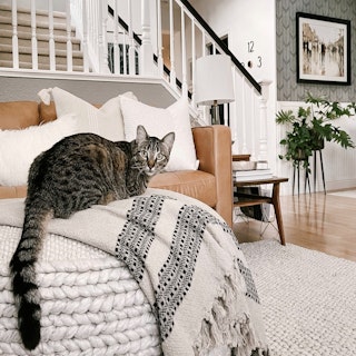 Design Tips & Guide Index - ASSET - 5 Tips For Choosing Pet-Friendly Furniture