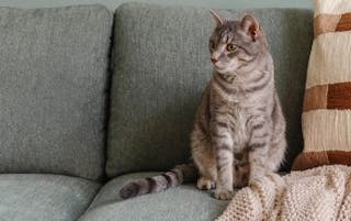 A close-up of a green fabric sofa with a gray cat lounging on top.