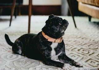 5-Tips-For-Dog-Friendly-Furniture-Black-Pug-On-Rug
